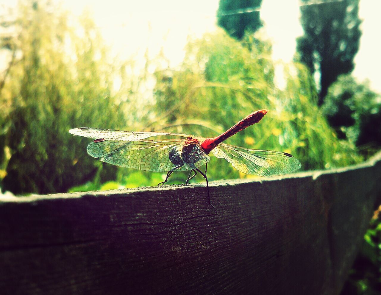 insect, focus on foreground, one animal, close-up, animals in the wild, animal themes, tree, selective focus, wildlife, day, dragonfly, nature, outdoors, transportation, green color, mode of transport, full length, no people, sunlight, plant