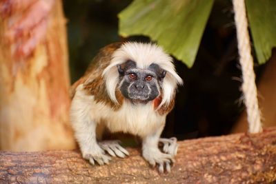 Portrait of a monkey