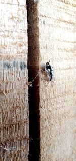 Close-up of insect on wood