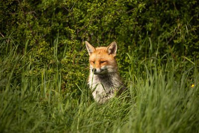 Portrait of a fox on field