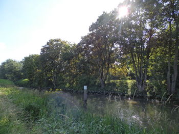 Trees growing on landscape