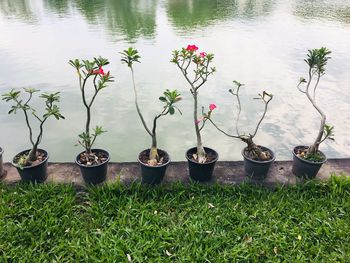 Close-up of plants against lake