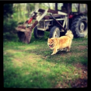 Dog on grassy field