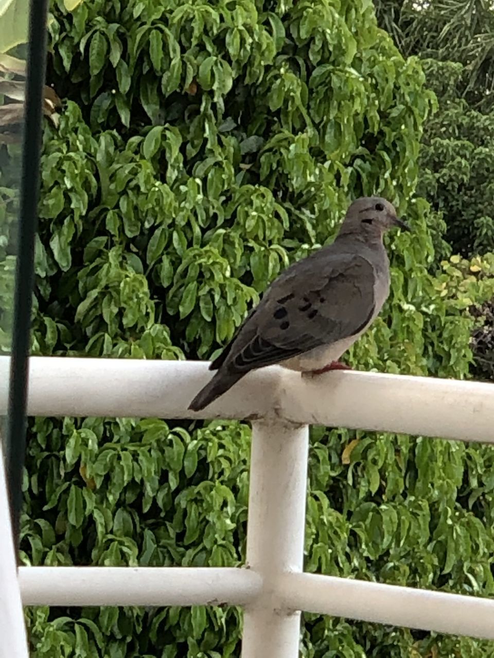 BIRD PERCHING ON A RAILING