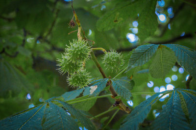 Close-up of caterpillar on tree