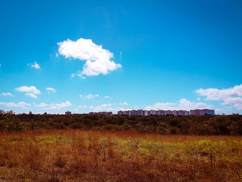 Scenic view of field against blue sky