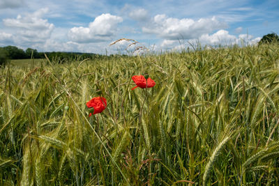 Poppies growing on field against sky