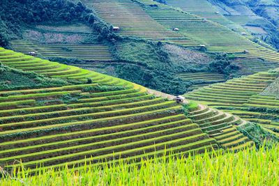 Aerial view of agricultural field