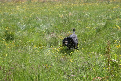 Dog on grassy field