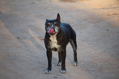 Portrait of dog