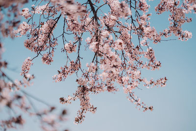 Low angle view of cherry blossoms against sky