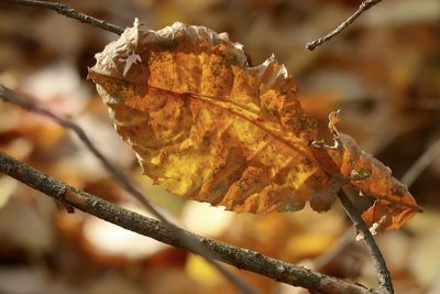 Dry brown autumn leaf