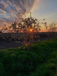 Plants growing on land against sky during sunset