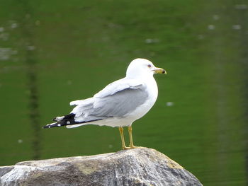 Close-up of seagull perching on wooden post