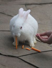 Hand holding white rabbit