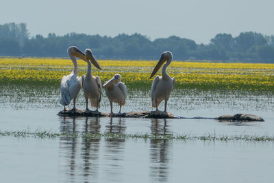 Ducks on a lake