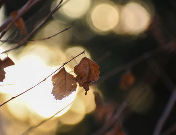 Close-up of dry leaves