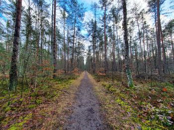 Footpath amidst trees in forest