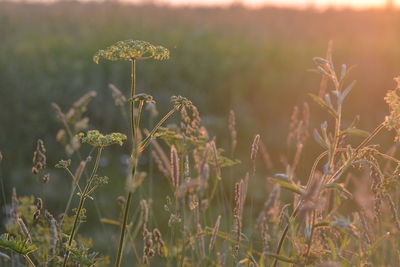 Close-up of flowering plant on field