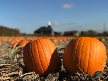 Close-up of pumpkins on field