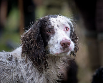 Close-up portrait of a dog