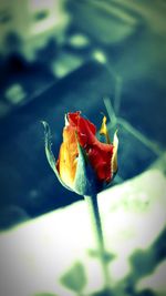 Close-up of insect on plant