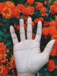 Close-up of person hand on red flowering plants