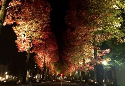 Road along trees at night