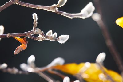 Close-up of flowering plant against blurred background