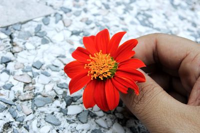 Close-up of hand holding red flower