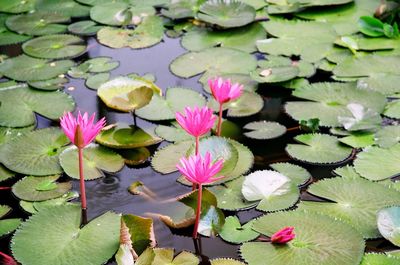 Close-up of lotus water lily in pond