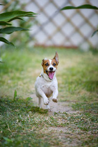 Portrait of dog running on field