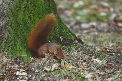 Close-up of squirrel on field