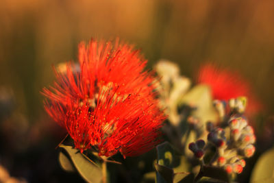 Close-up of red flower