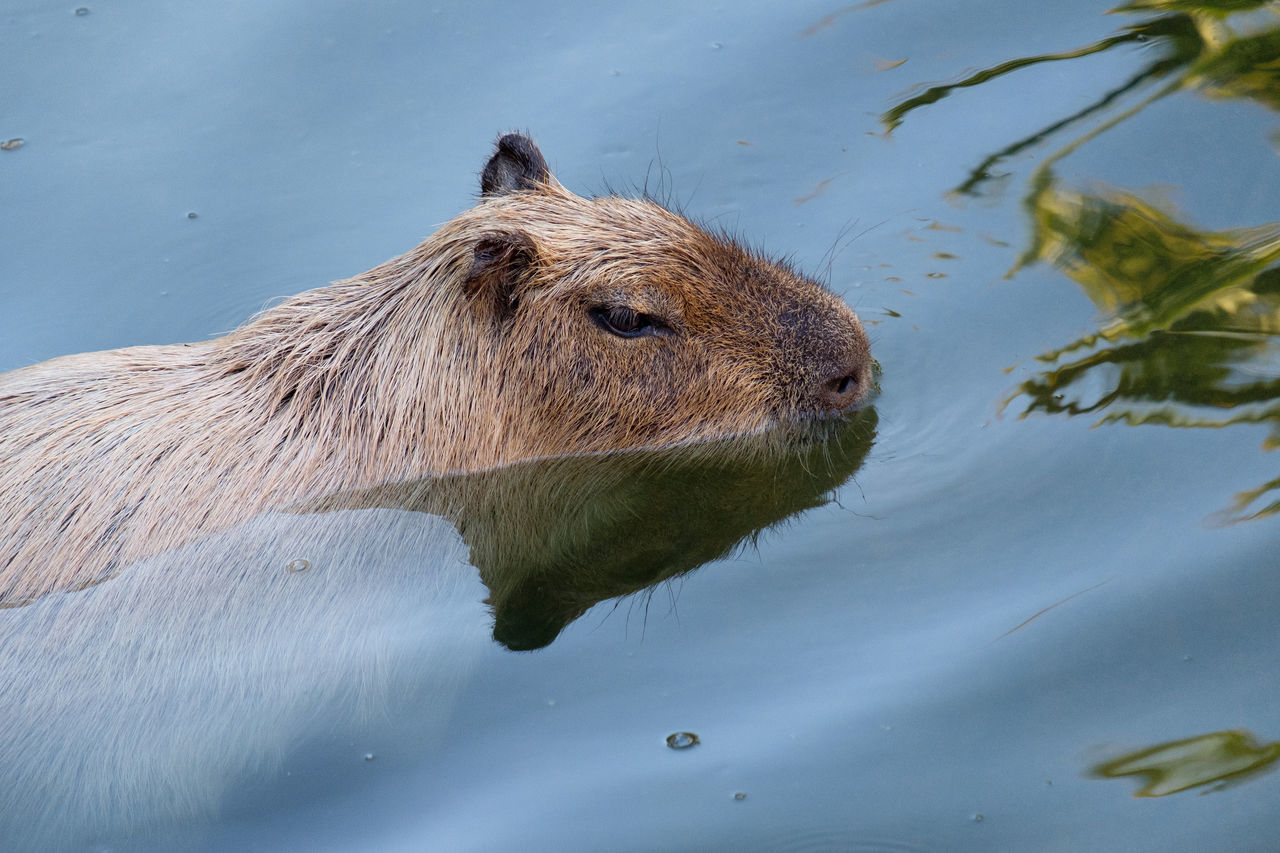 Animal swimming