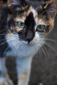 Close-up portrait of a cat