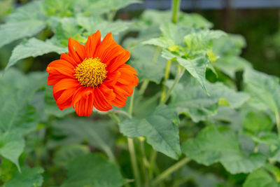 Close-up of orange flowering plant