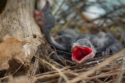 Close-up of bird in nest