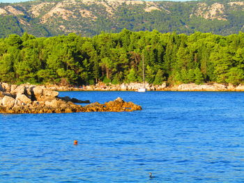 Scenic view of lake in forest