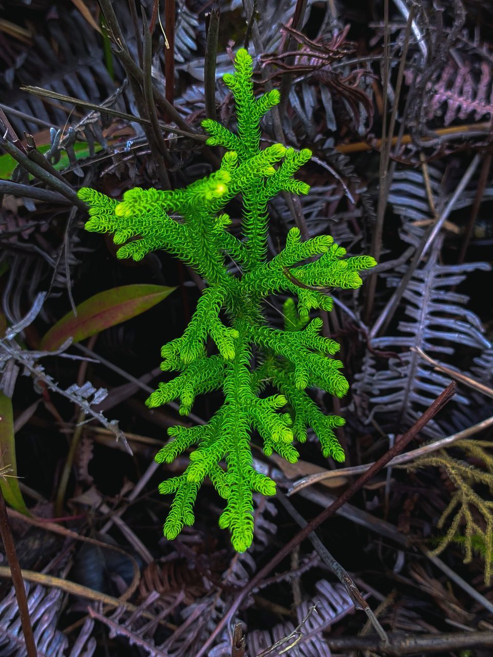 CLOSE-UP OF FRESH GREEN PLANTS IN FIELD