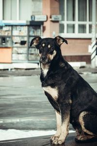 Portrait of black dog sitting outdoors