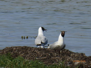 Ducks on a lake