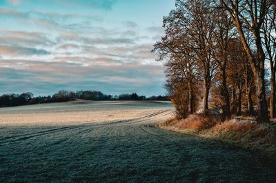 Bare trees on field against sky