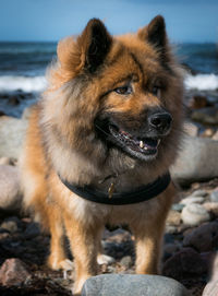 Alert playful eurasian young dog in harness by the sea
