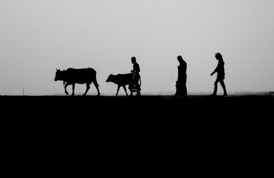 Silhouette people riding cow on field against sky