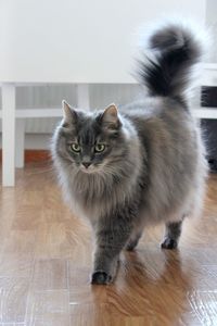 Portrait of cat on hardwood floor