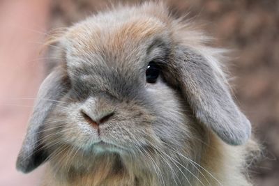 Close-up of rabbit