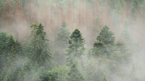 Pine trees in forest