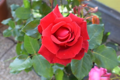 Close-up of red rose