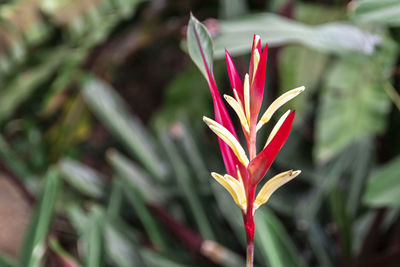 Close-up of red flowering plant